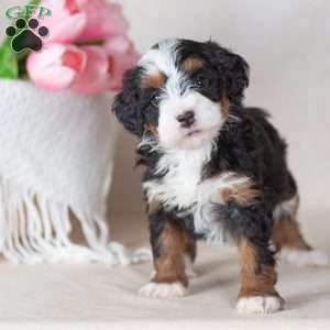 Lizzy, Mini Bernedoodle Puppy